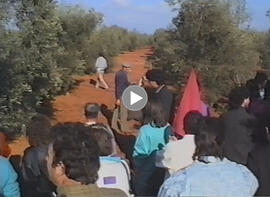 Huelga de la aceituna. 1990-1991. Piquete en el olivar. Gilena (Sevilla, España)