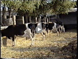 Vaquería de la familia Cruz. 1990. San Jerónimo (Sevilla, España)