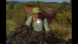 Emigración a la vendimia francesa. 1994. Saint-Laurent-de-la-Cabrerisse (Aude, Languedoc-Rosellón, Francia)