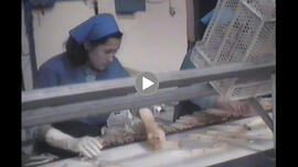 Emigración a Navarra. 1989. Proceso producción del espárrago. Peralta (Navarra, España)